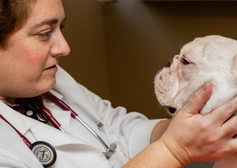 Carousel Slide 2: Monroeville Puppy Veterinarian