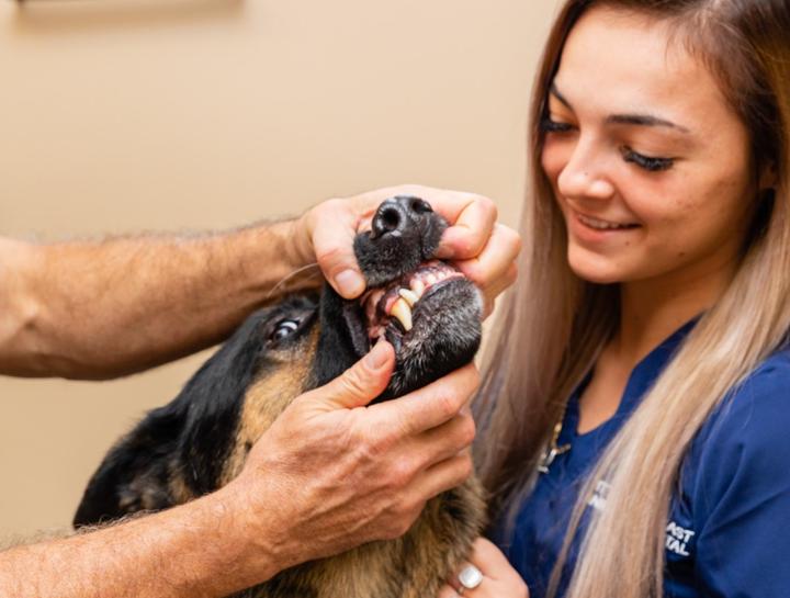 Preventive Dental Care