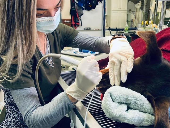 Monroeville Pet Dentist