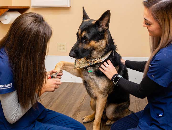 Preventive Care for Dogs