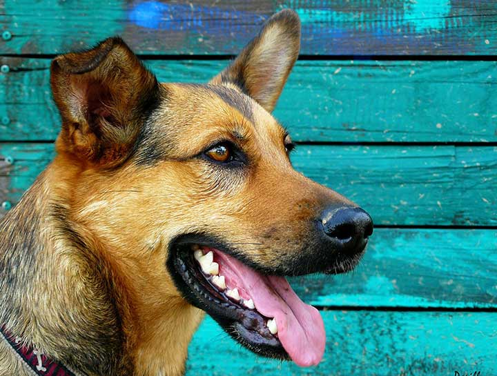 Pet Dental Care